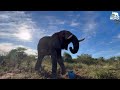 Elephant Bull Fishan Suffers Colic While Out in the Bush