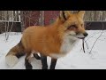 Alice the Fox. What to do if the fox lives in a flat