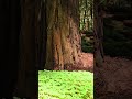 Redwoods- Avenue of Giants Summer 2024