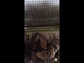 Full grown adult ball python eating xl live rat
