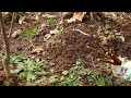 Pruning of the Polka raspberry variety, and an attempt at propagation by cuttings