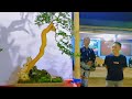 VIRAL! 800 PESERTA EVENT PAMERAN DAN KONTES BONSAI SISIR ALISME