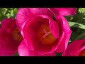 5 MILLION TULIPS! - 4K Walk Through the Tulip Gardens in Holland, Michigan 2023