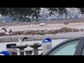 Massive Flock of Seagulls in Mission Bay, San Diego, CA. 6/14/24