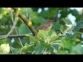 One Hour Relaxing Birdsong: the Nightingale.