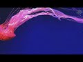 4K fish tank with beautiful coral reefs Ultra HD resolution 🐧 Quiet meditation music