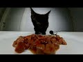 Cat Eating Delicious Food ASMR