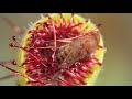 Cape Sundews Trap Bugs In A Sticky Situation | Deep Look
