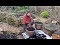 Repotting Blueberry Bushes / Homegrown Garden