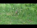 Calling in a Bob White Quail in MAINE.