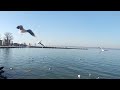 lake balaton in winter