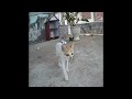 😻😂 So Funny! Funniest Cats and Dogs 😍🤣 Funny And Cute Animal Videos 2024 #17