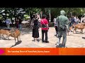 The Lovable Deers of Nara Park mingling with the locals and tourists.🦌🦌🦌💕 #naradeerpark #naradeer