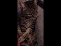 Anne Kedi Sesi | Kedi Çağırma Sesi