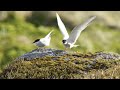 Islandia, La isla recién nacida | Free Documentary Nature - Español