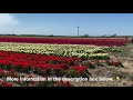 TULIPS GALORE!