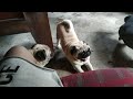 my home vlogs pag dog and Dashaund dog video