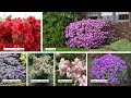 Flowering Plants for Shade & Woodland Gardens (Gorgeous)