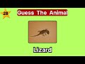 Guess The Animals without vowels challenge ! Fun Quiz Challenge | Quiz Street