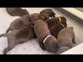 Stella’s pups - 11 days old - trying to walk :)