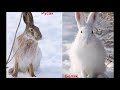 ЗАЯЦ-РУСАК (Lepus europaeus). Энциклопедия дикой природы