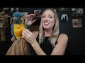 Getting a Macaw for My Macaw... How's it going? (AN UPDATE)