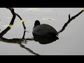 オオバン ③ 4K  /  Eurasian Coot