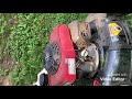 Honda Lawnmower  engine starts then stops by itself