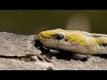 ANIMALS: FAST & FURIOUS - 8K (60FPS) ULTRA HD - With Nature Sounds (Colorfully Dynamic)