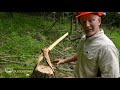 How To Fell A Tree With A Chainsaw | Step By Step