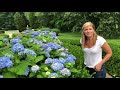 How to Get More Blooms From Your Hydrangea