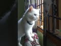 Rose's kittens watching rain first time A cat Ruby Story Part-146@Rubymycutiecat