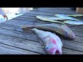 36 Pound Golden Tilefish + Mahi Mahi Fishing #ContenderBoats #DeepDropping #Contender25T #KeyLargo