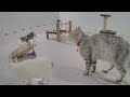 IMPOSSIBLE TRY NOT TO LAUGH 🙀🐱 Best Funny Cats Videos 🤣