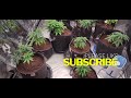 New Cannabis Crosses - Amnesia X Purple Punch, White Widow & Orange Bubblegum (Cannabis Breeding)