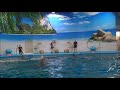 Dolphins Bay Phuket | The Amazing Dolphin Show | Phuket | Thailand PHUKET ( THAILAND 🇹🇭) 🐬