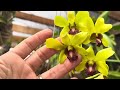 Denphal, uma orquídea que aceita vários tipos de cultivo, hoje plantei uma na telha‼️#atualização