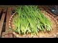 Tips for growing green onions with water in the kitchen are very useful