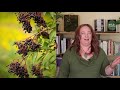 Elderflower vs.  Elderberry (Health Benefits of Elderberry)
