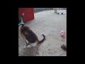 🐱🐈 Best Cats Videos 🐶😹 New Funny Animals 2024 # 25