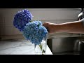 How to get the longest vase life from your cut Hydrangea Blooms