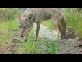 Coyote interacts with trail camera! Video by Rachel DeVlugt