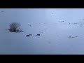 Junction Butte Wolf Pack 1080p