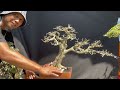 Cek Harga Bonsai Kontes