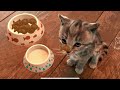 LITTLE KITTEN ADVENTURE MY FAVOURITE CAT - FUN PET CARE AND CAT VIDEOS FOR TODDLERS