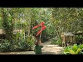 Macaws living their best lives, Honduras