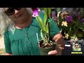 Summer orchid fest at OFE’s fair. Bonus! Watch a demonstration of division of a huge orchid specimen