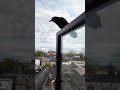 My crow friend.