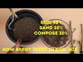THREE EASY WAY TO PROPAGATE HIBISCUS FROM CUTTINGS WITH RESULT AND COMPARISON