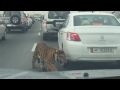 Escaping tiger in public highway!